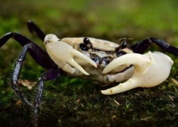 พบ “ปูเจ้าฟ้า” สายพันธุ์หายาก ที่พะเนินทุ่ง แก่งกระจาน ยืนยันความสมบูรณ์ระบบนิเวศ