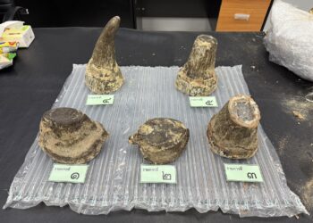 ศุลกากรจับผู้โดยสารเวียดนาม ลักลอบขนนอแรดจากแองโกลสเตรียมผ่านไทยไปลาว มูลค่า 6.9 ล้านบาท