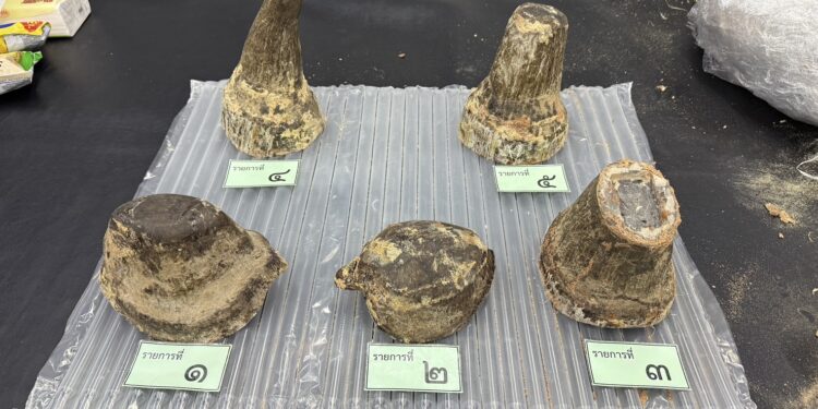 ศุลกากรจับผู้โดยสารเวียดนาม ลักลอบขนนอแรดจากแองโกลสเตรียมผ่านไทยไปลาว มูลค่า 6.9 ล้านบาท