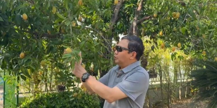 ขอเชิญร่วมงานมะปรางหวาน-มะยงชิด ครั้งที่ 21 จัดขึ้น ณ มหาวิทยาลัยนเรศวร